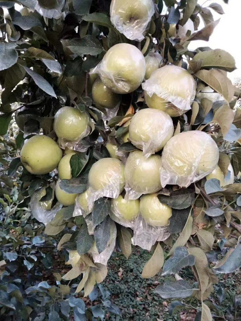 【青森】青岛水蜜桃苹果青森苹果果味纯甜大量上市品质保障