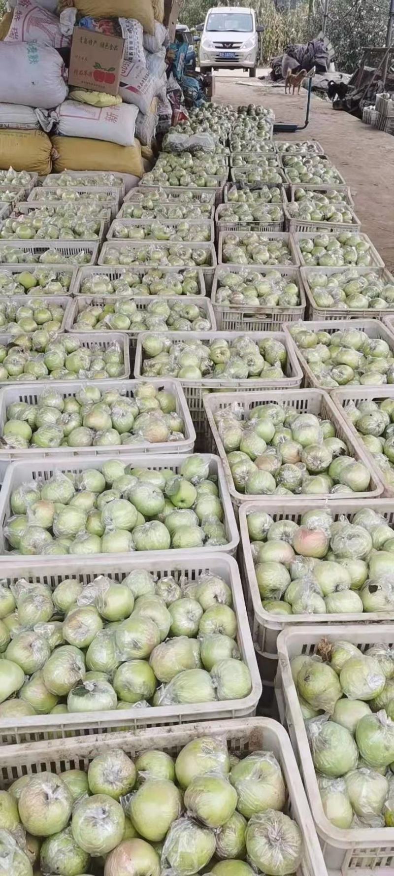 【青森】青岛水蜜桃苹果青森苹果果味纯甜大量上市品质保障