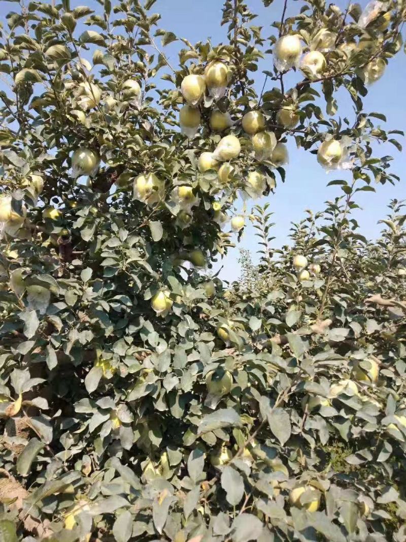 【青森】青岛水蜜桃苹果青森苹果果味纯甜大量上市品质保障