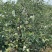 【青森】青岛水蜜桃苹果青森苹果果味纯甜大量上市品质保障