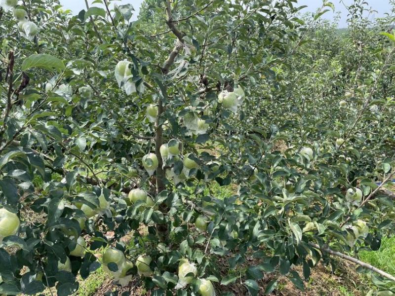 【青森】青岛水蜜桃苹果青森苹果果味纯甜大量上市品质保障