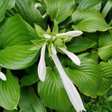 园林绿化植物地被庭院多年生花卉盆栽喜阴耐阴宿根观叶白玉簪