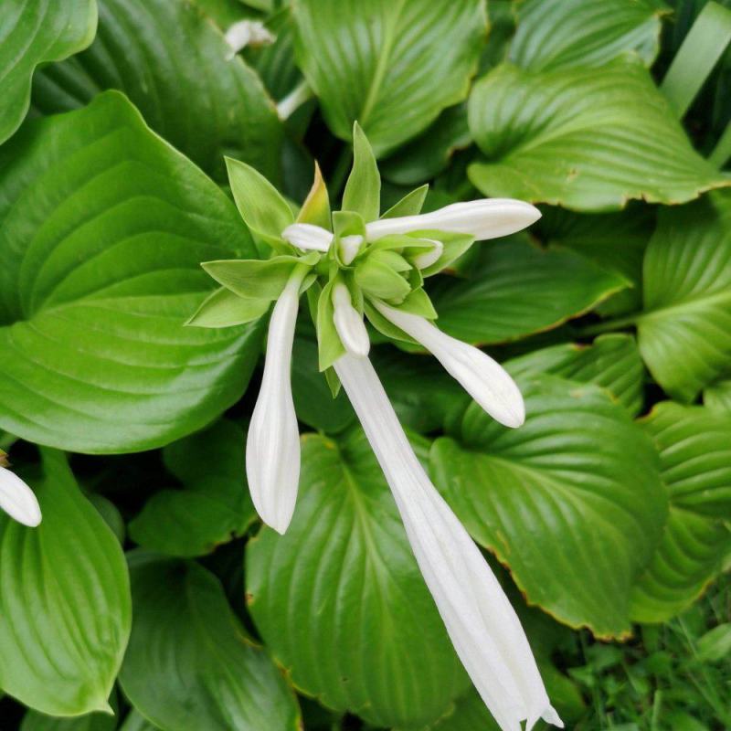 园林绿化植物地被庭院多年生花卉盆栽喜阴耐阴宿根观叶白玉簪