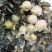 【青森】青岛水蜜桃苹果青森苹果果味纯甜大量上市品质保障