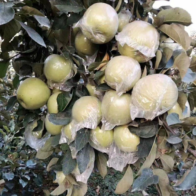 【青森】青岛水蜜桃苹果青森苹果果味纯甜大量上市品质保障