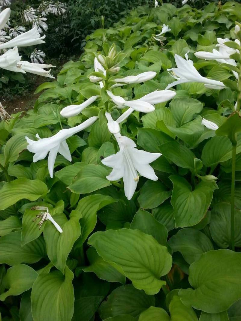 园林绿化植物地被庭院多年生花卉盆栽喜阴耐阴宿根观叶白玉簪