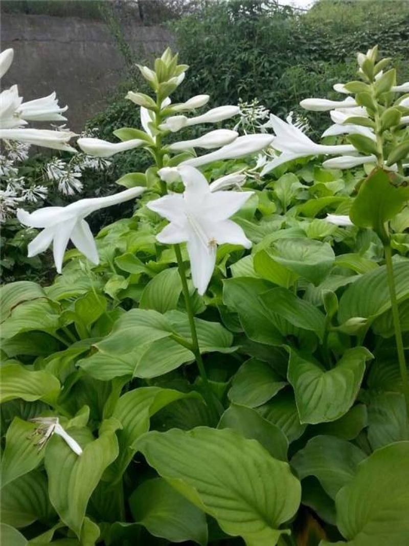 园林绿化植物地被庭院多年生花卉盆栽喜阴耐阴宿根观叶白玉簪
