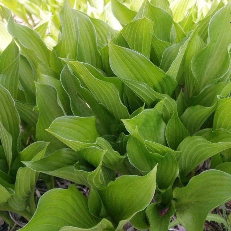 园林绿化植物地被庭院多年生花卉盆栽喜阴耐阴宿根观叶白玉簪