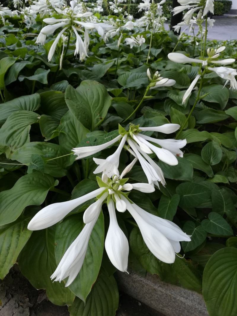 园林绿化植物地被庭院多年生花卉盆栽喜阴耐阴宿根观叶白玉簪