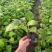 园林绿化植物地被庭院多年生花卉盆栽喜阴耐阴宿根观叶白玉簪