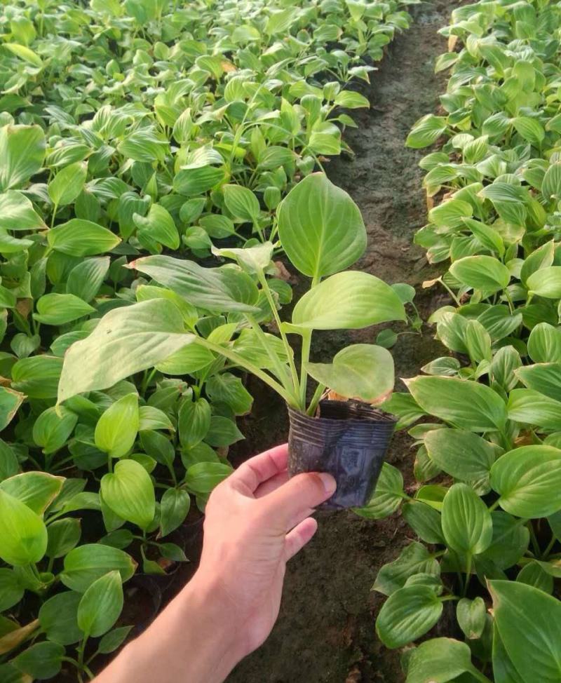 园林绿化植物地被庭院多年生花卉盆栽喜阴耐阴宿根观叶白玉簪