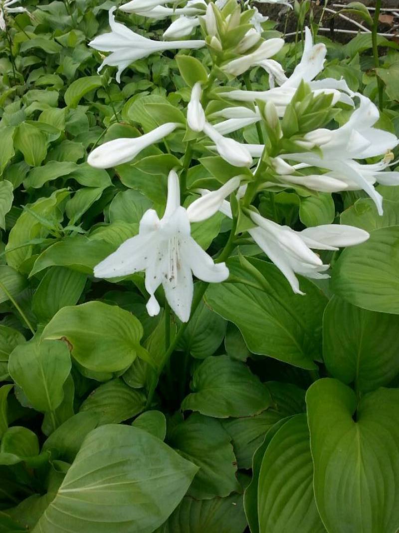 园林绿化植物地被庭院多年生花卉盆栽喜阴耐阴宿根观叶白玉簪