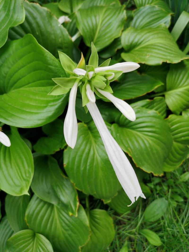 园林绿化植物地被庭院多年生花卉盆栽喜阴耐阴宿根观叶白玉簪