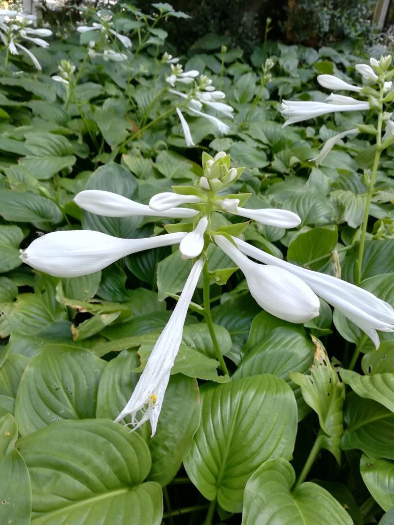 园林绿化植物地被庭院多年生花卉盆栽喜阴耐阴宿根观叶白玉簪