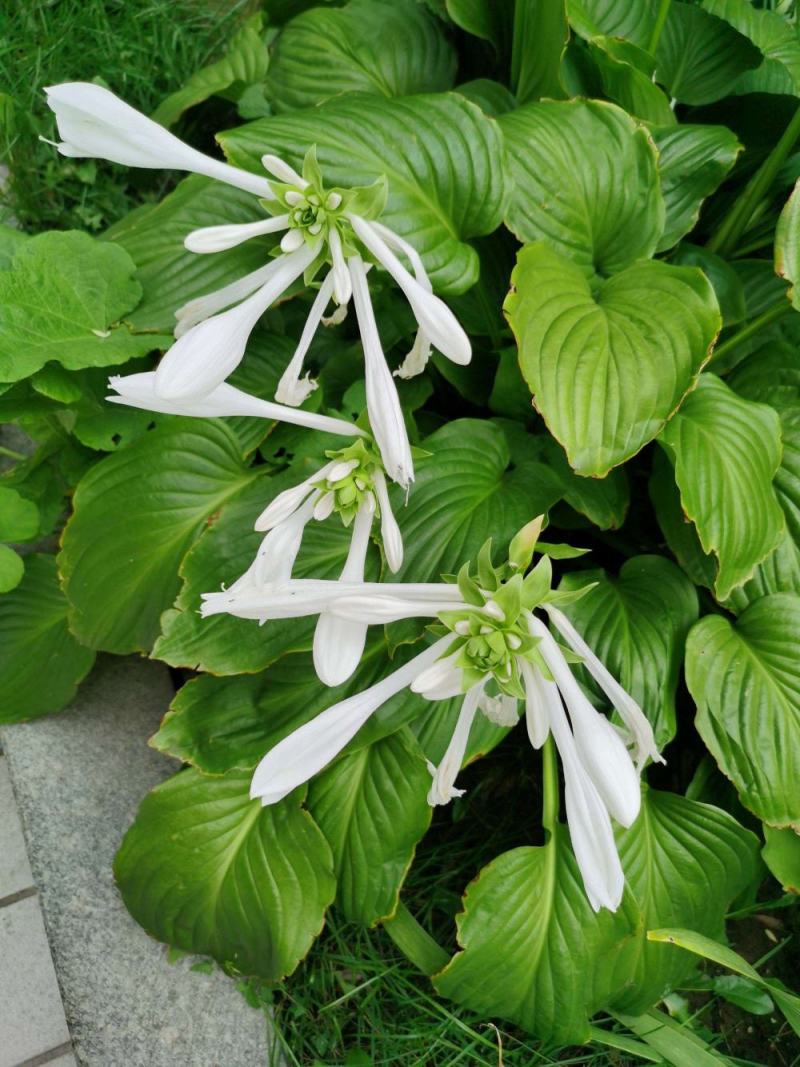 园林绿化植物地被庭院多年生花卉盆栽喜阴耐阴宿根观叶白玉簪