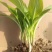 园林绿化植物地被庭院多年生花卉盆栽喜阴耐阴宿根观叶白玉簪