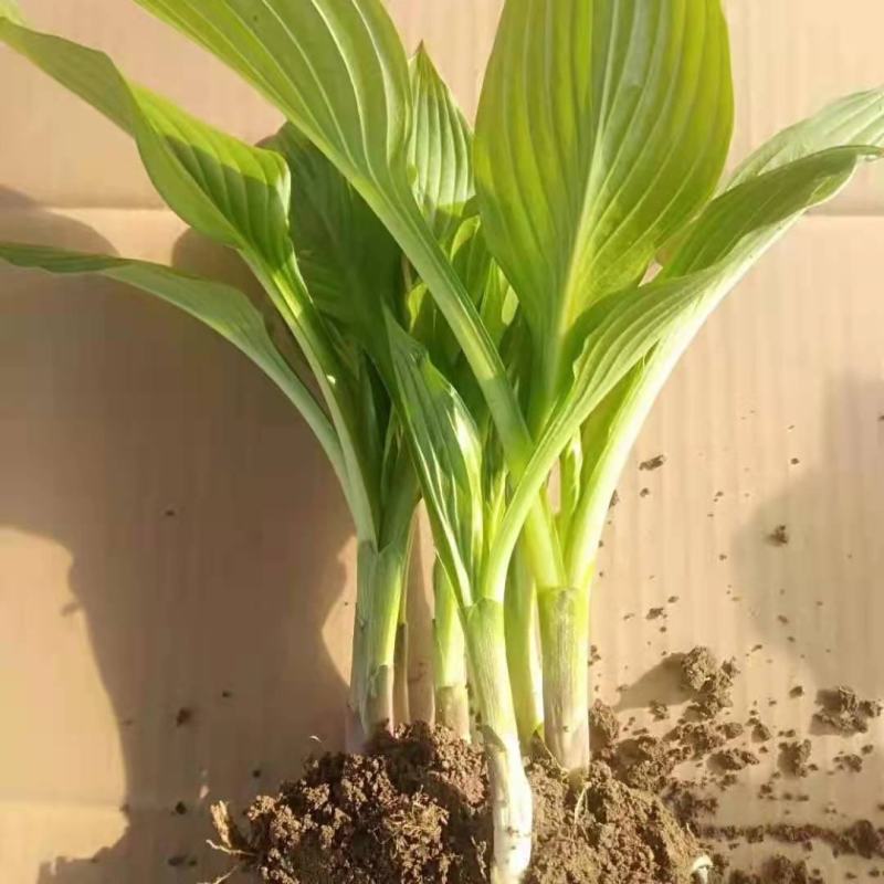 园林绿化植物地被庭院多年生花卉盆栽喜阴耐阴宿根观叶白玉簪