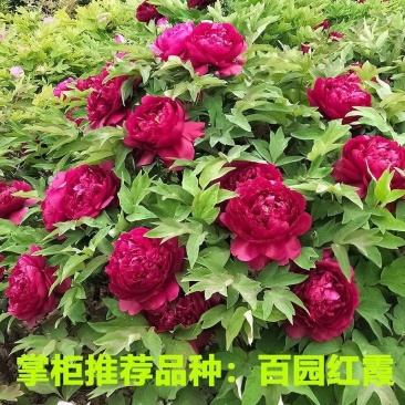 菏泽牡丹花千层花香好栽易活南北种植菏泽牡丹