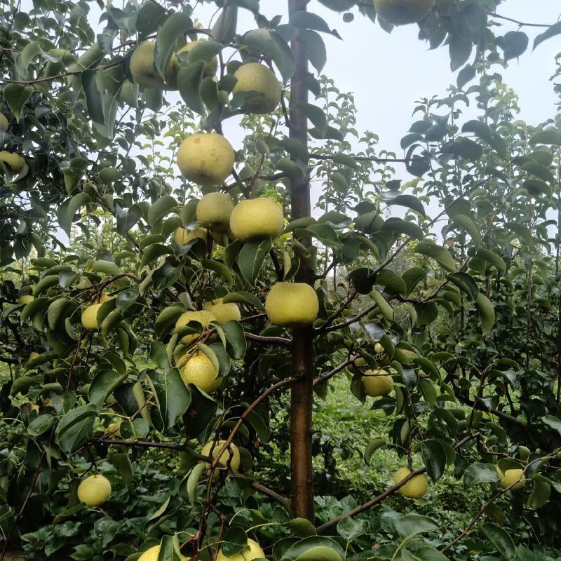2025自己爸妈在老家种植的金顶谢花酥梨