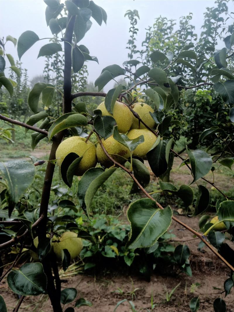 2025自己爸妈在老家种植的金顶谢花酥梨