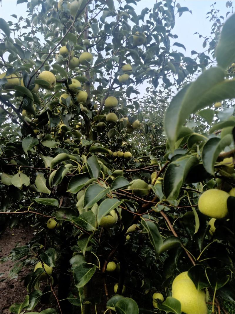 2025自己爸妈在老家种植的金顶谢花酥梨
