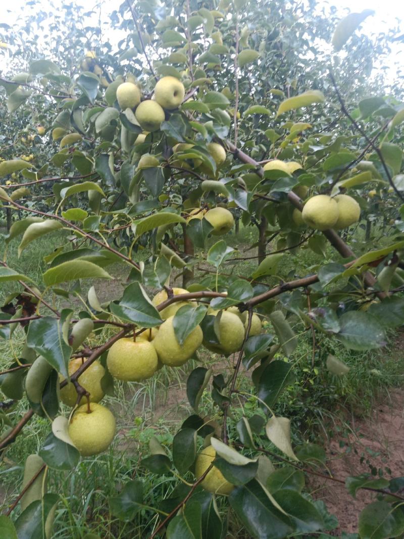 2025自己爸妈在老家种植的金顶谢花酥梨