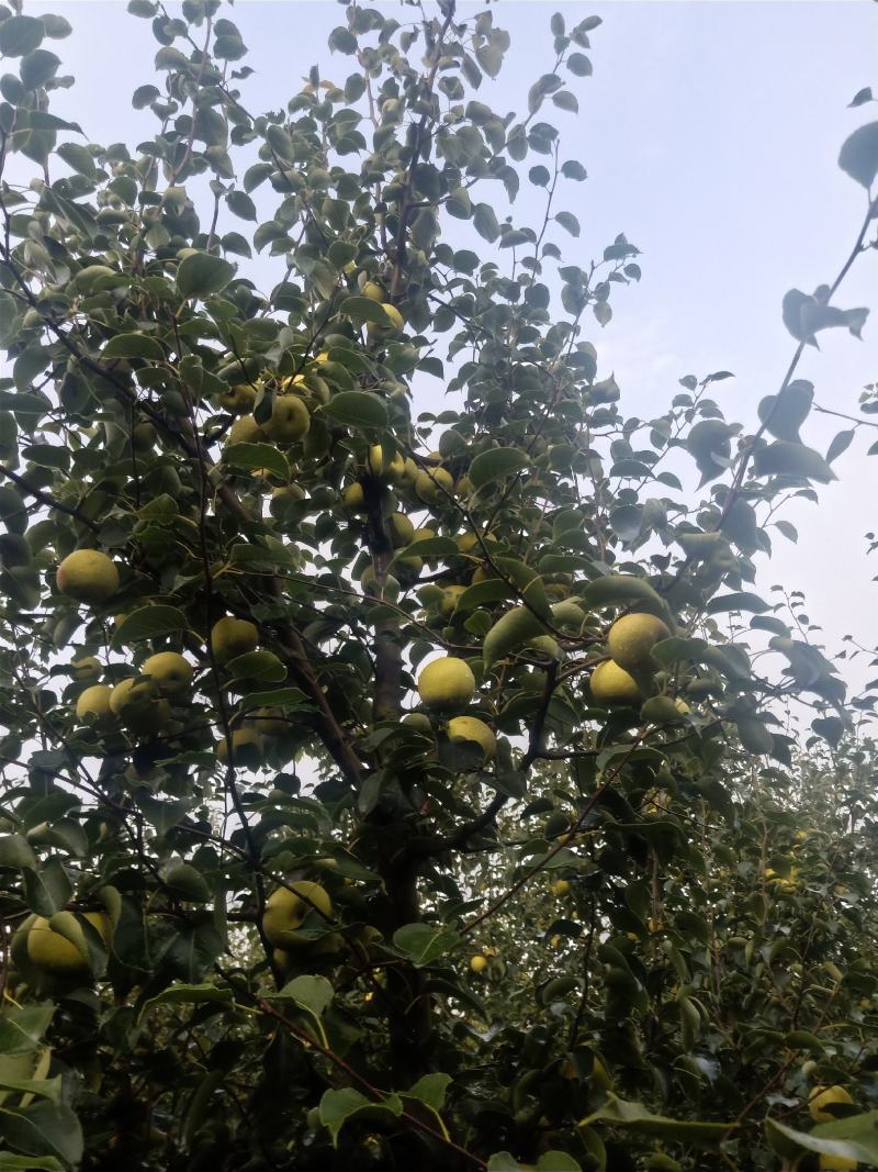 2025自己爸妈在老家种植的金顶谢花酥梨