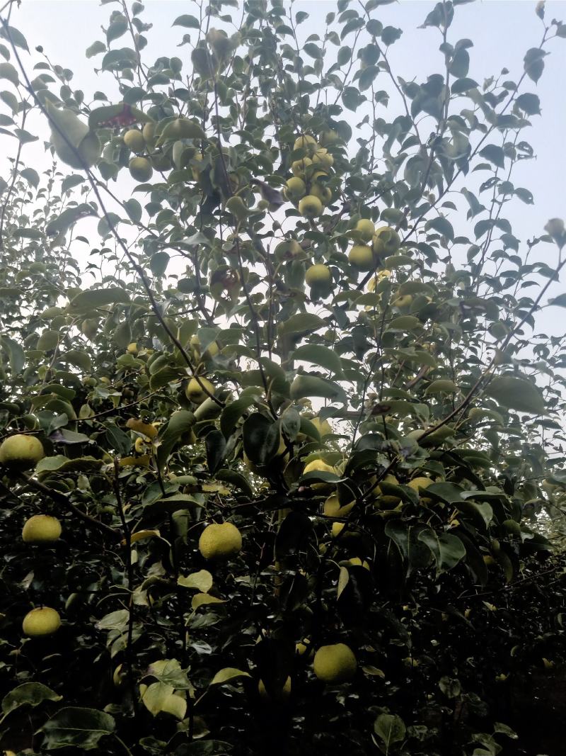 2025自己爸妈在老家种植的金顶谢花酥梨