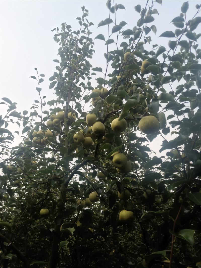 2025自己爸妈在老家种植的金顶谢花酥梨