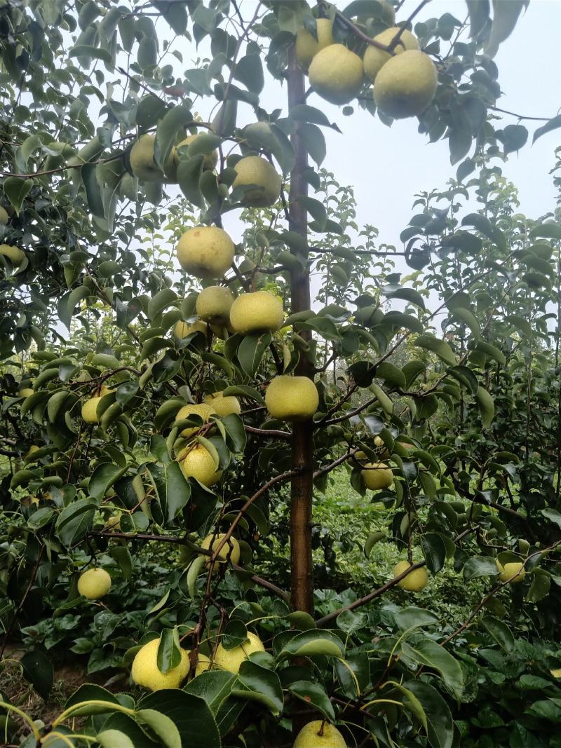 2025自己爸妈在老家种植的金顶谢花酥梨