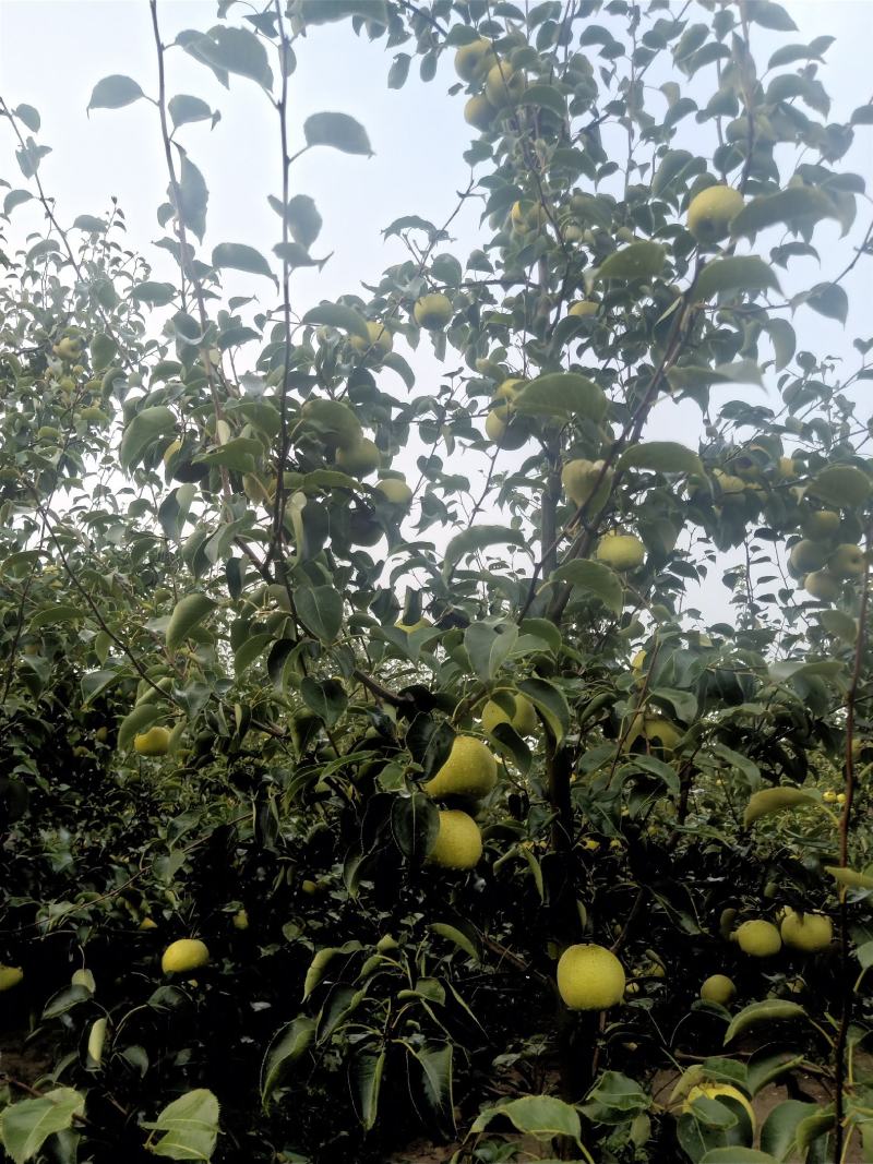 2025自己爸妈在老家种植的金顶谢花酥梨