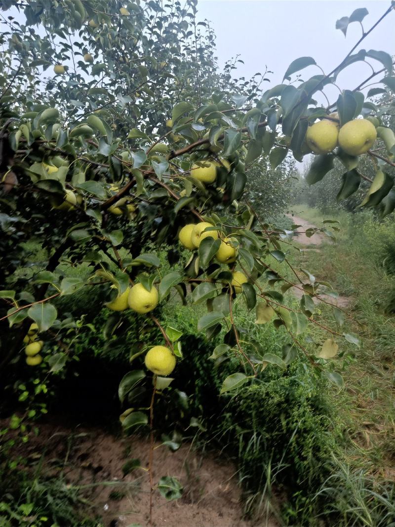 2025自己爸妈在老家种植的金顶谢花酥梨