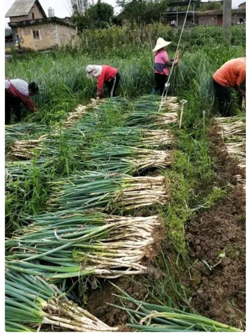 【优质】包头铁杆大葱大量现货产地一手货源诚信经营品质保证