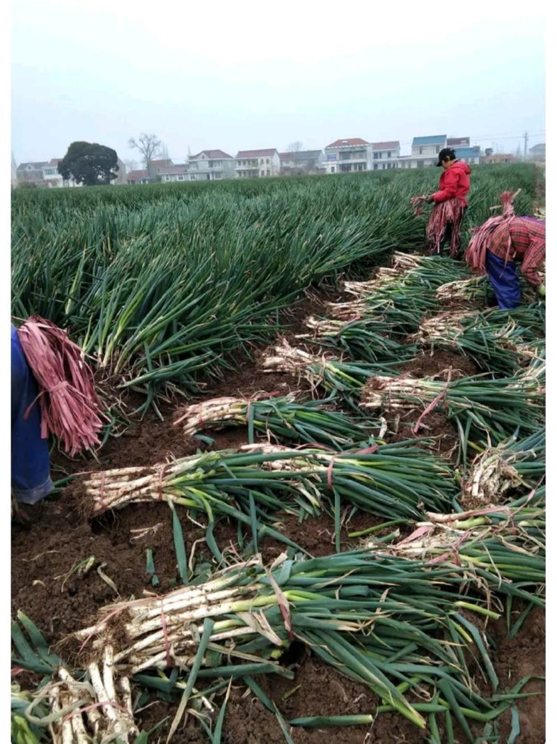 【优质】包头铁杆大葱大量现货产地一手货源诚信经营品质保证