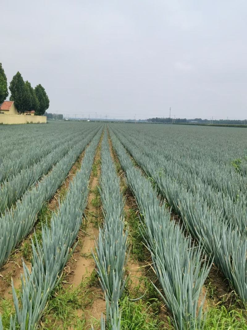 【优质】包头铁杆大葱大量现货产地一手货源诚信经营品质保证
