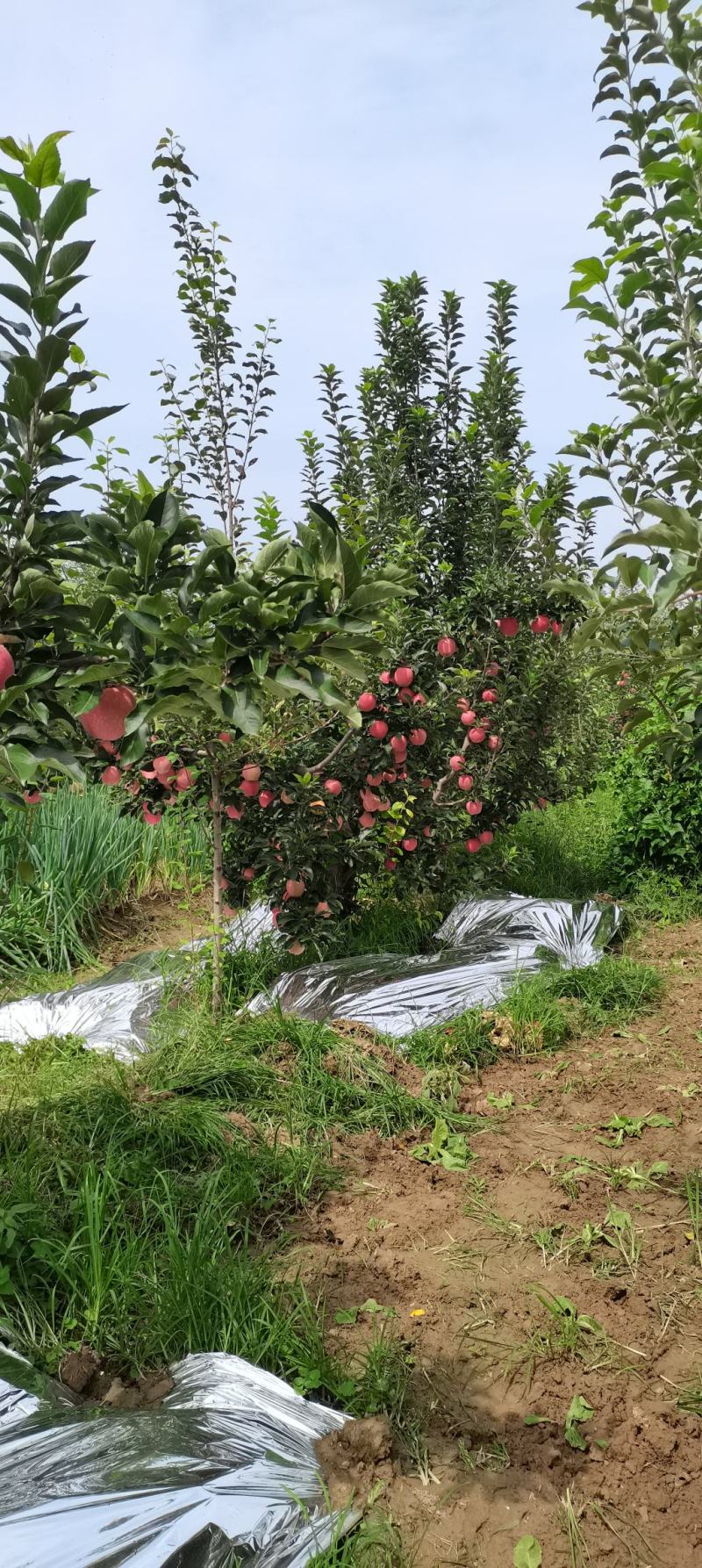 红富士苹果上市有需要的老铁联系