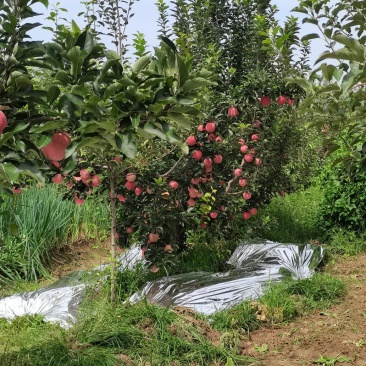 红富士苹果上市有需要的老铁联系