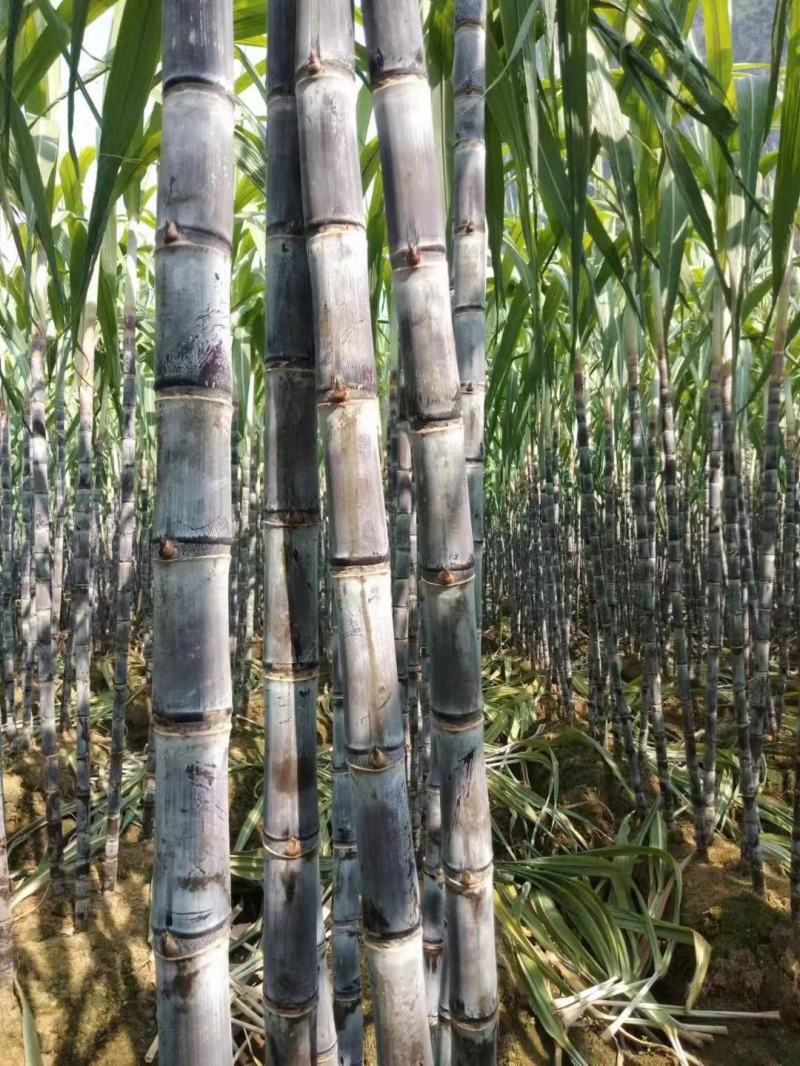 广西黑皮甘蔗8-9cm2.5~3.米，颜色好，节巴好