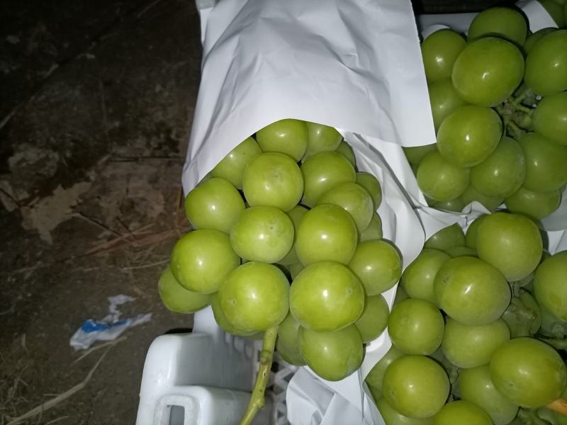 精品阳光玫瑰上市了