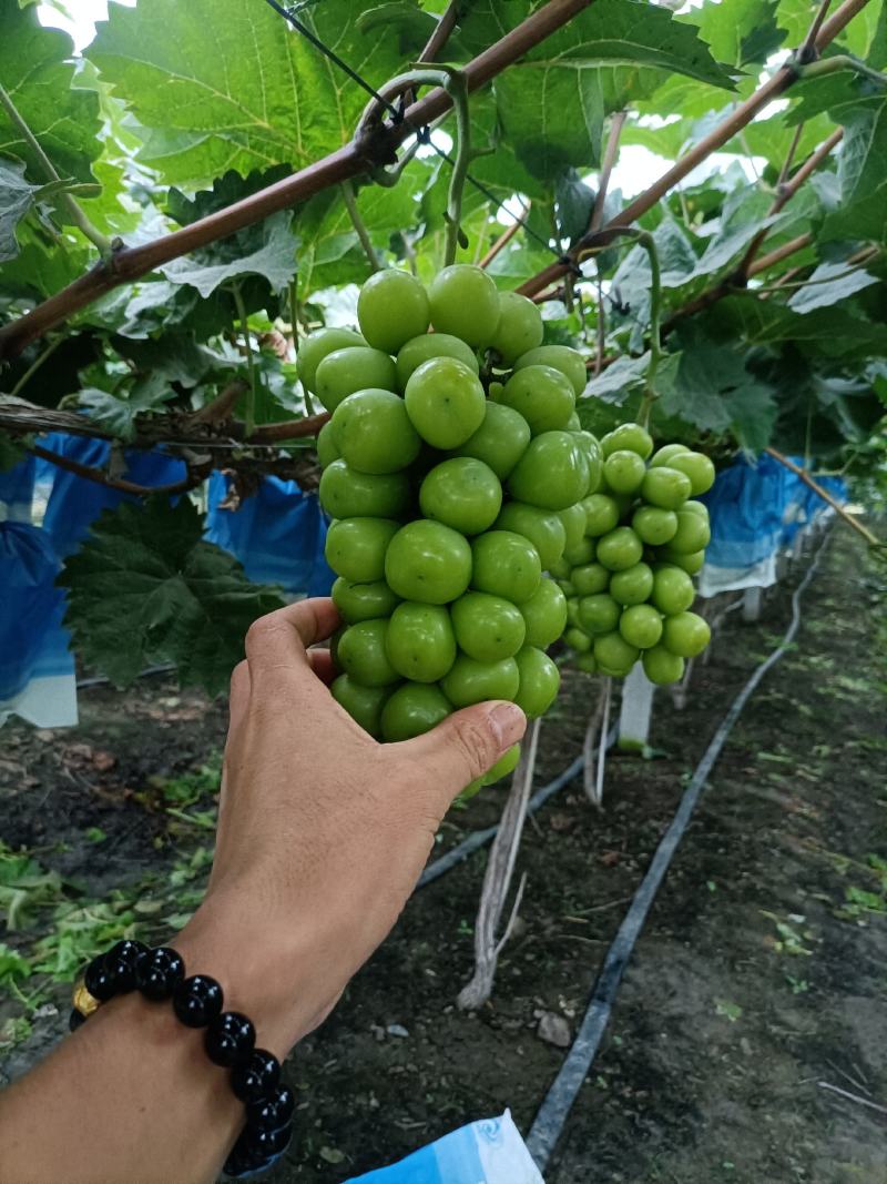 精品阳光玫瑰上市了