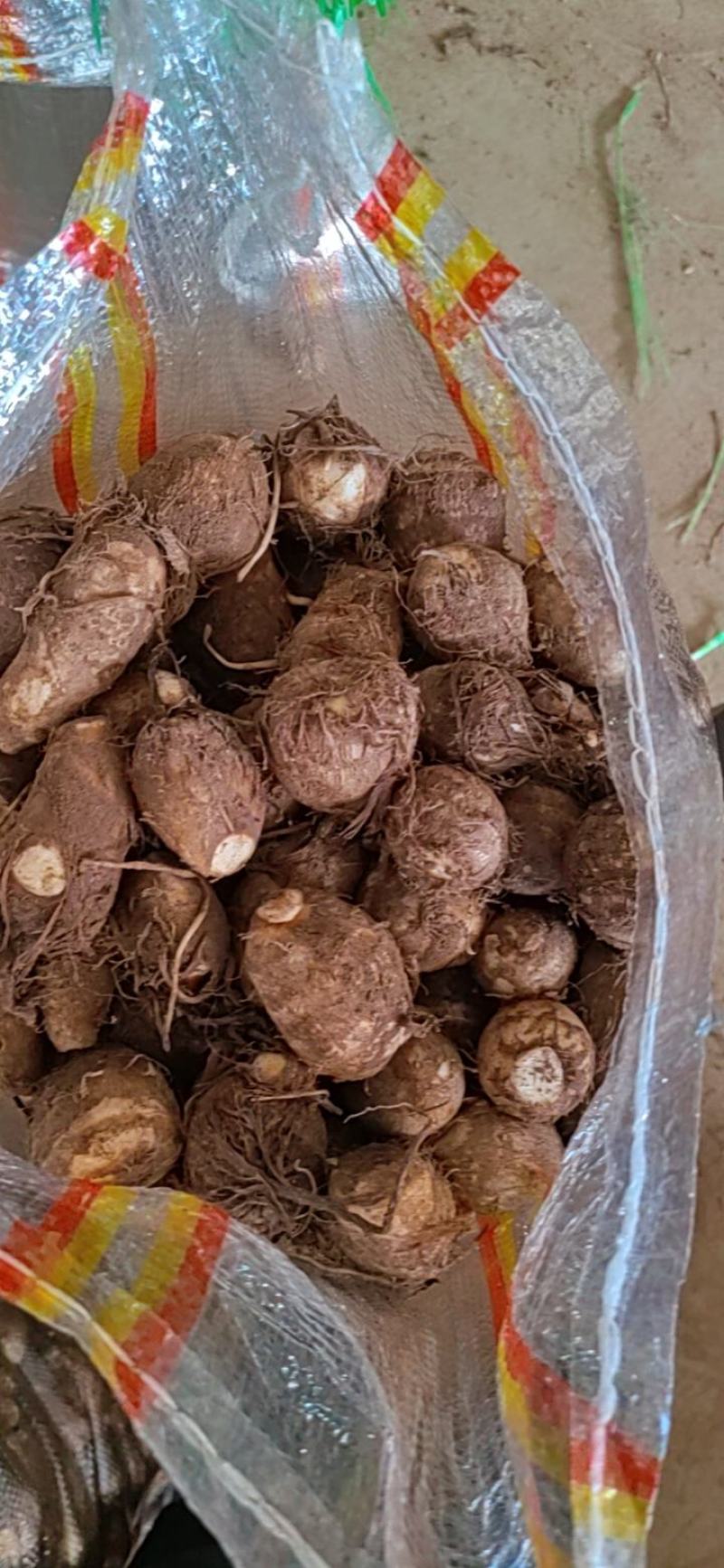 山东毛芋头大量现货大中小球分拣包装一手货源全国直发