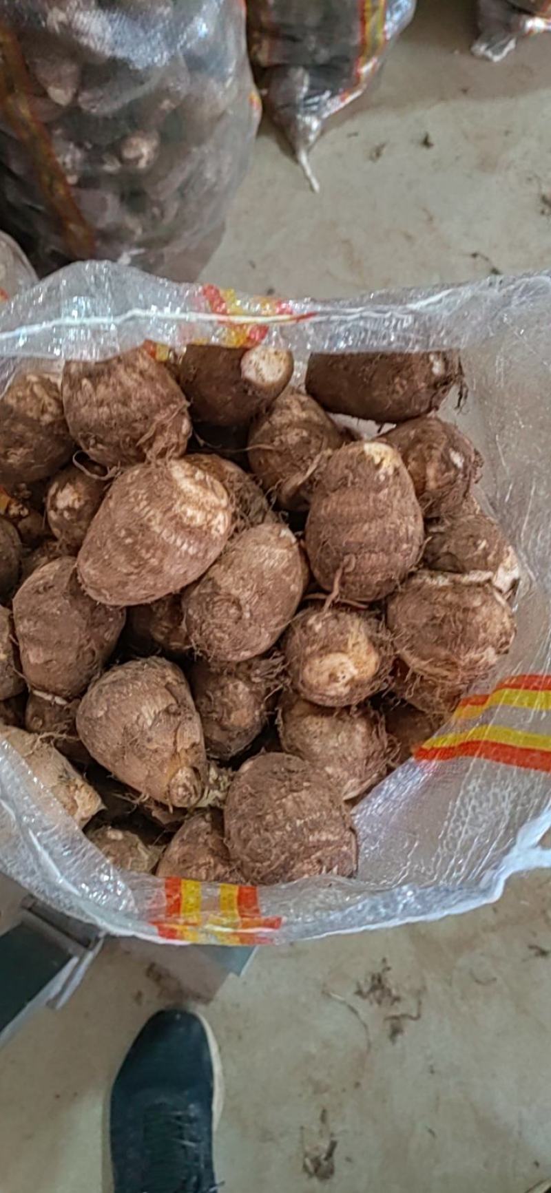 山东毛芋头大量现货大中小球分拣包装一手货源全国直发