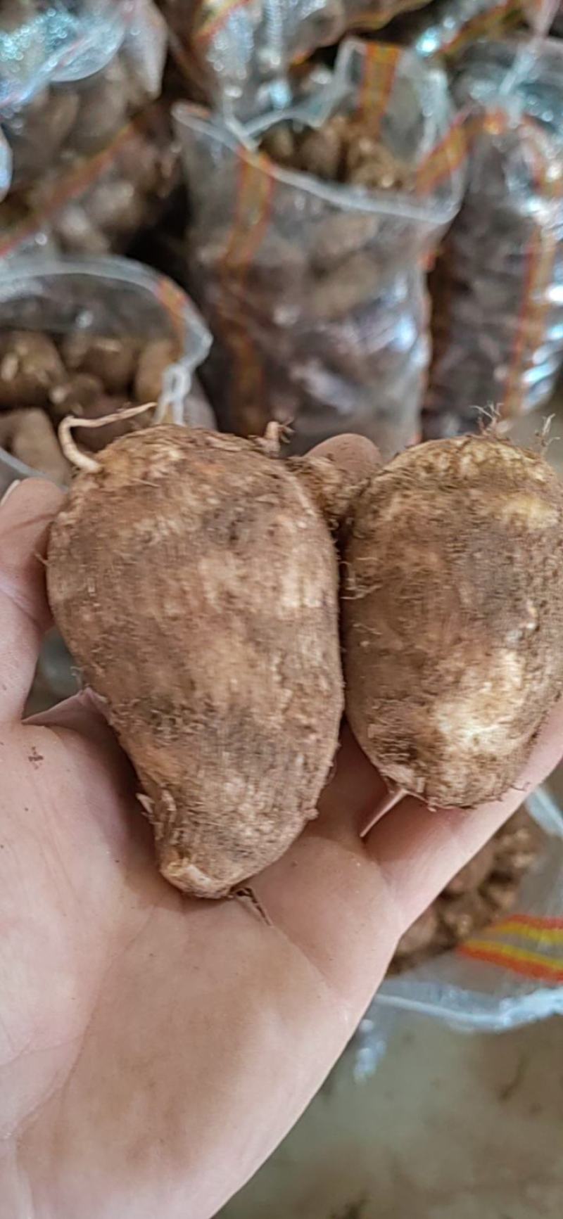 山东毛芋头大量现货大中小球分拣包装一手货源全国直发