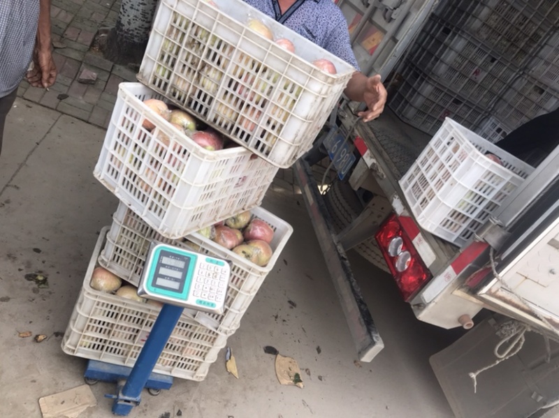 万亩直采基地红星玫瑰红中秋王苹果对接大型超市电商