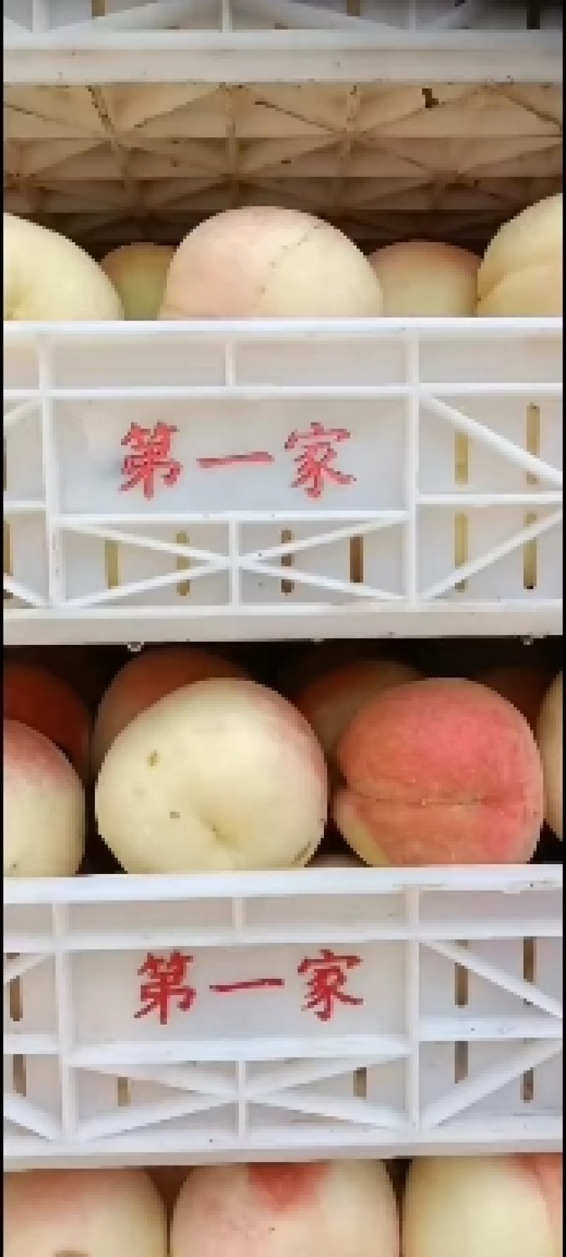 千亩桃园基地离核秋彤桃大量上市中有需要联系我