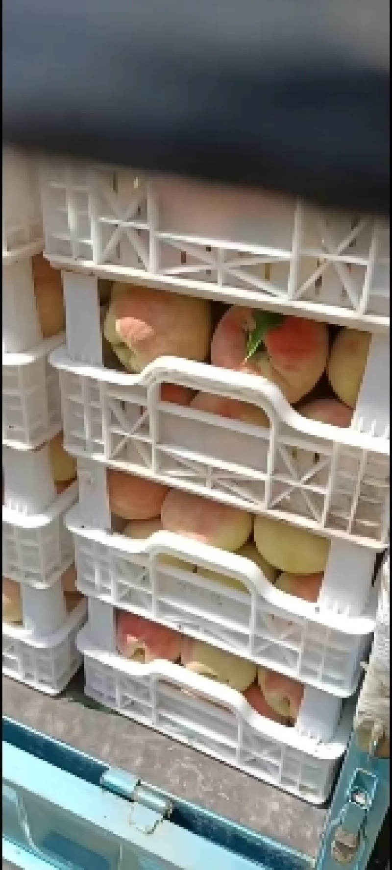 千亩桃园基地离核秋彤桃大量上市中有需要联系我