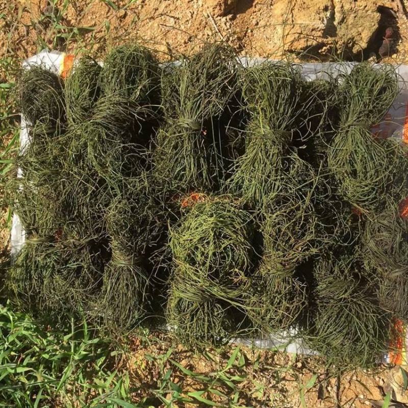 野外草药无根藤无头藤菟丝子生品鲜品