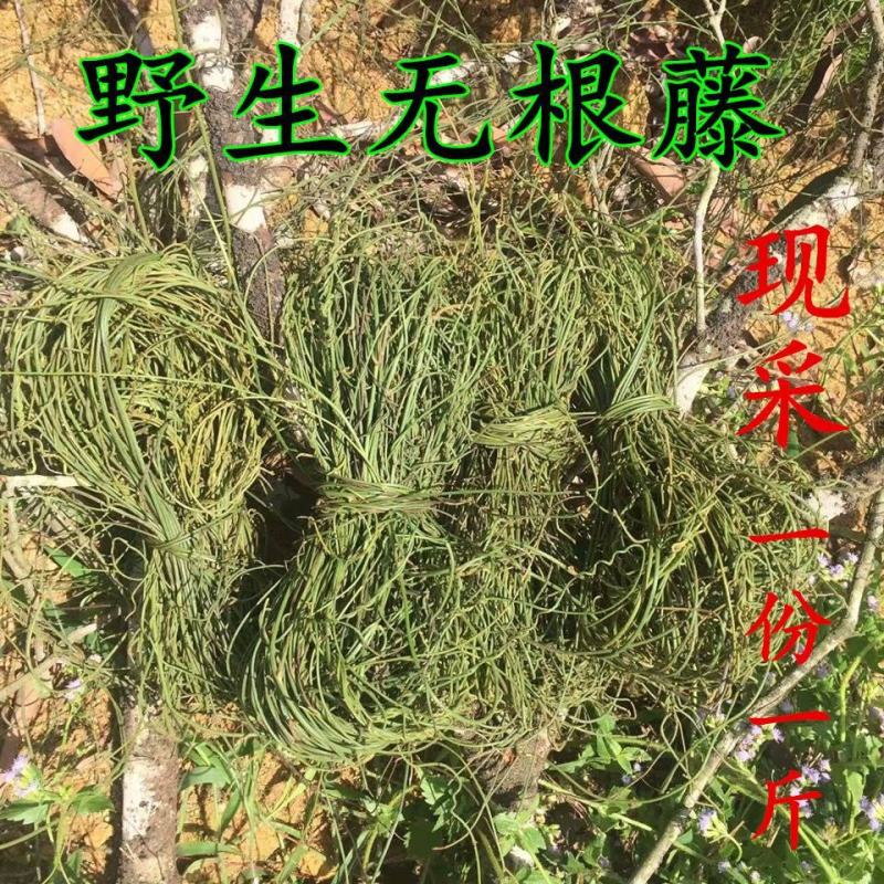 野外草药无根藤无头藤菟丝子生品鲜品