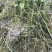 野外草药无根藤无头藤菟丝子生品鲜品