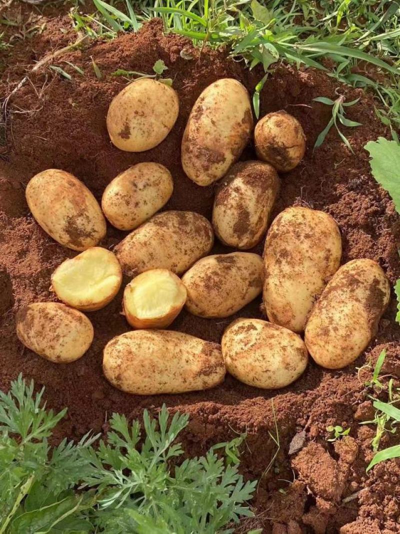 云南土豆黄皮土豆土豆产地直供一手货源欢迎联系